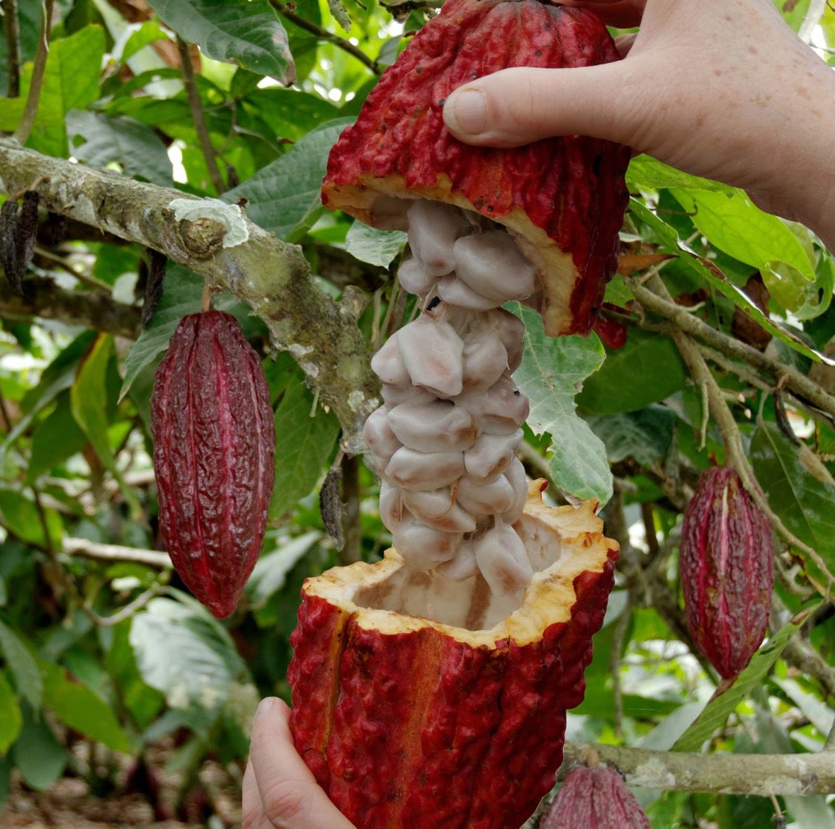 Why Ethical Cacao Sourcing Matters
